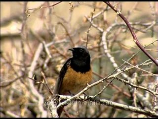 Black Redstart in Ladakh