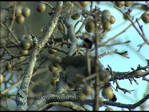 Hill White-cheeked Bulbul eating wild pears