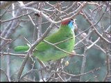 Blue-throated Barbet - An Asian barbet