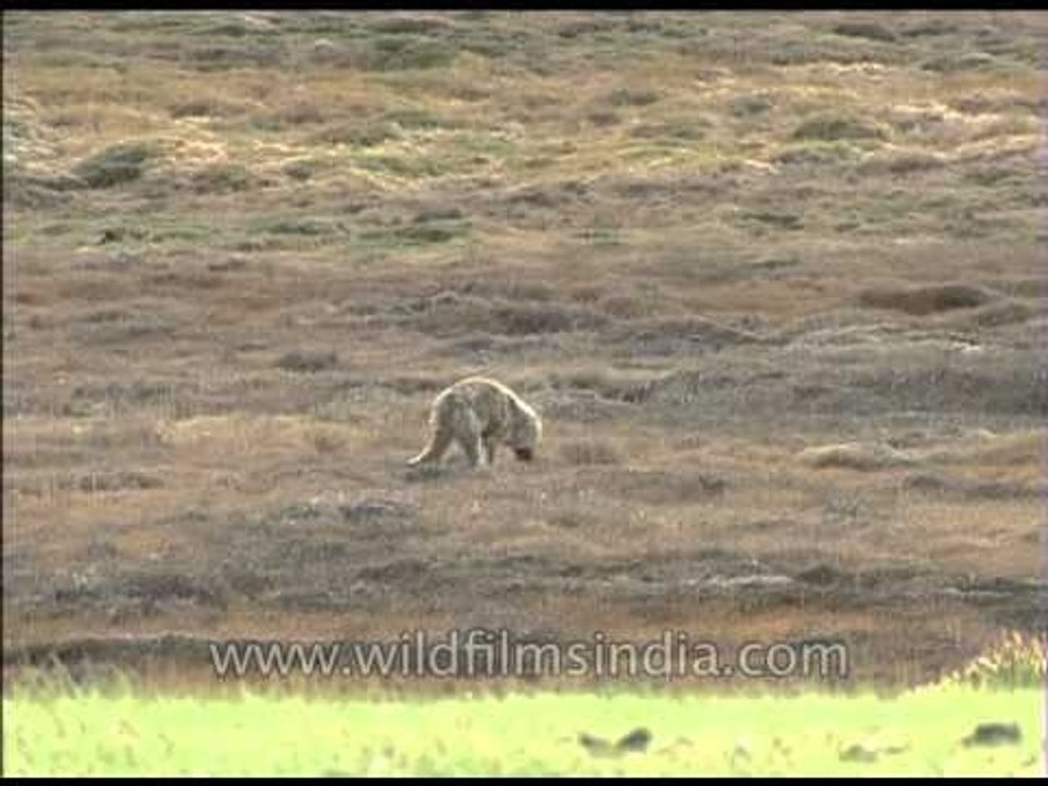 A grey wolf in the wilderness