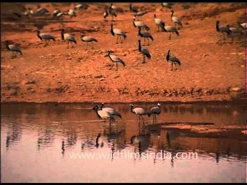 Migratory Demoiselle Cranes settling near streams and dunes!