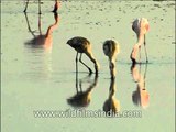 Very pink Flamingoes looking for food in ankle-deep water