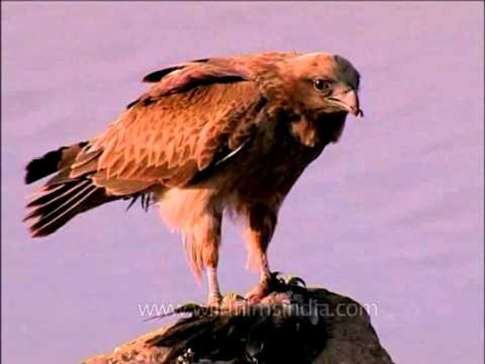 Marsh Harrier in Gujarat