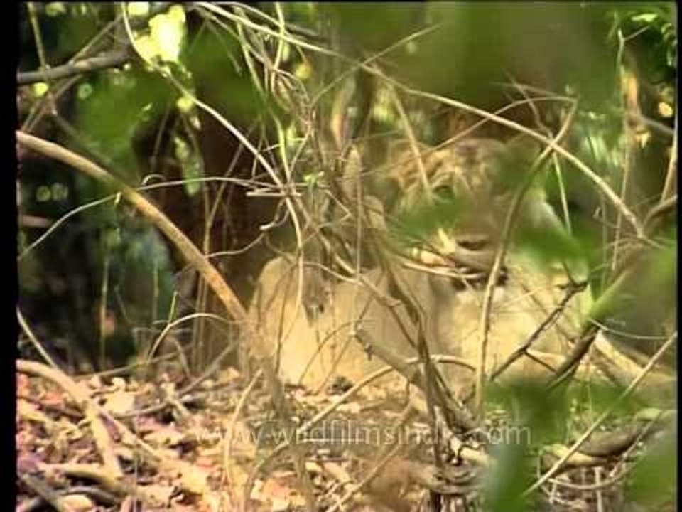 Lion roaming in the wild