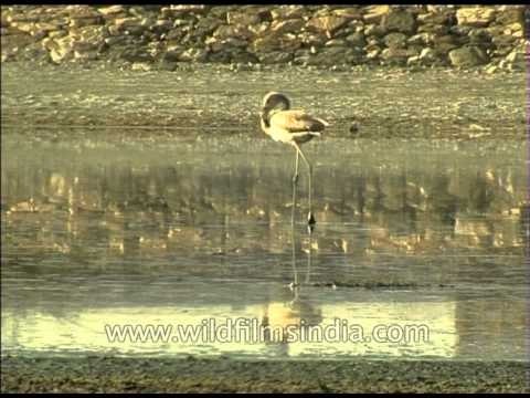 Greater Flamingo walking on water