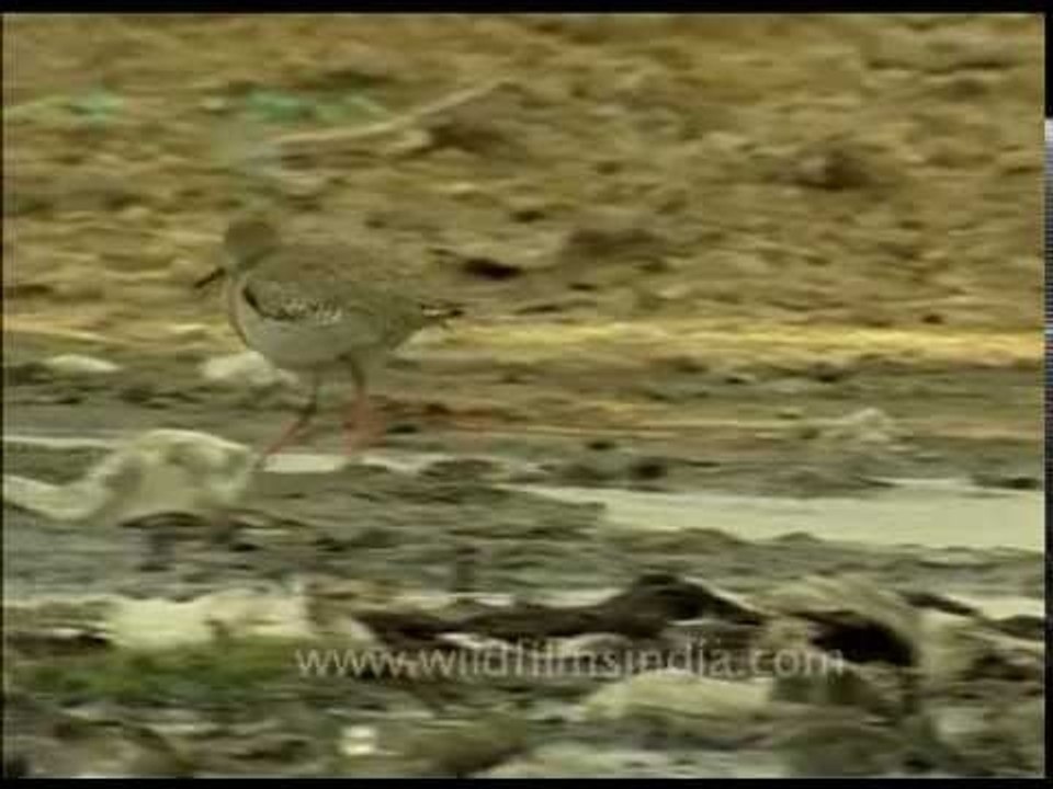 Common Redshank looking for food