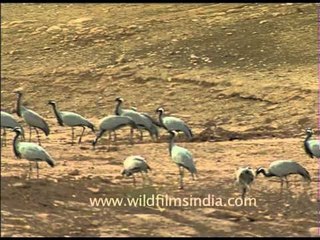 Loud trumpeting calls of Demoiselle cranes