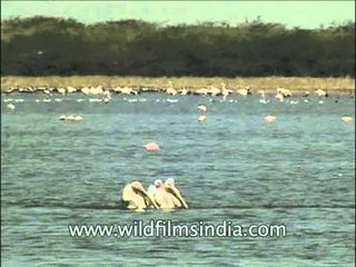 Fleet of pelicans wading through a water body in line