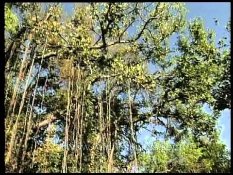 Forest water hole : Gir National Park