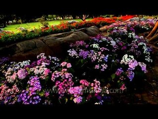 Enjoy a walk in the colourful meadow of Cineraria flower at Nehru Park in Delhi