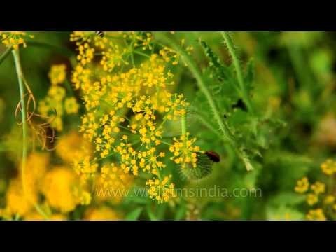 Dill flowers in bloom : Nehru Garden, Delhi