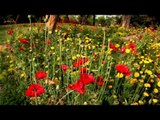 Red Poppy flowers in bloom at Nehru Park, Delhi