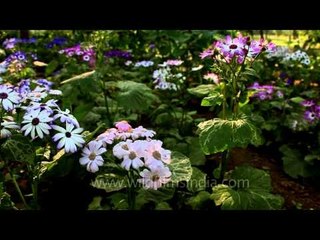 White Cineraria flowers in bloom at Nehru Park in Delhi