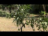 Fruit garden for cadets at the Indian Military Academy