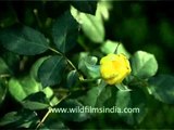 Yellow Roses flowering in Kesar Mahal Botanical Gardens