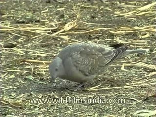 Ring-necked Dove
