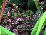 Polka dot plants in Kesar Mahal Gardens, Kathmandu