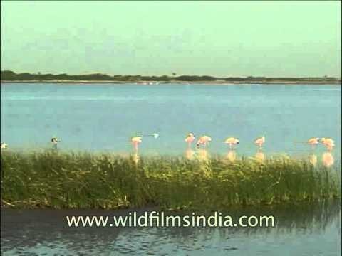 Flamingo dips its head down into the water to eat