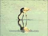 Lesser Flamingos foraging for food in shallow water