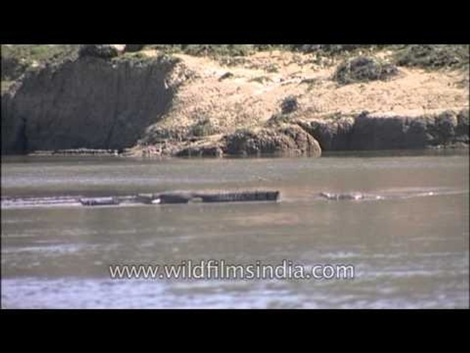 Gharials swimming at the National Chambal Gharial Wildlife Sanctuary