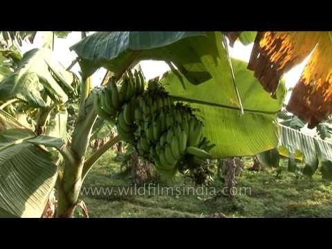 Banana cultivation - a good prospect for farmers in Karnataka
