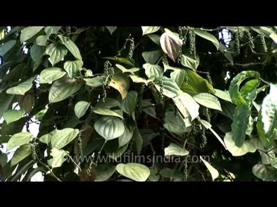 Perennial climbing Black pepper vine in Karnataka
