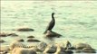 Black birds - Cormorant, White-necked Stork and a Black-necked Stork
