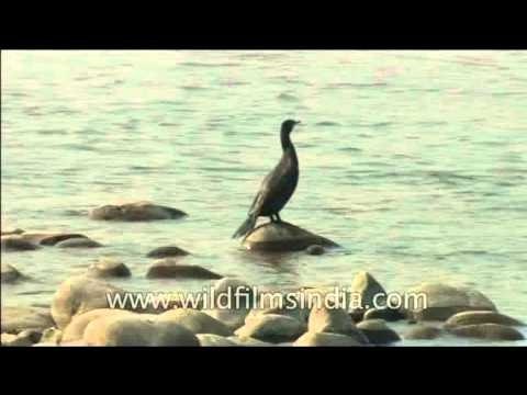 Black birds - Cormorant, White-necked Stork and a Black-necked Stork