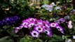 Colourful Cinerarian flowers in bloom at Nehru Park, Delhi