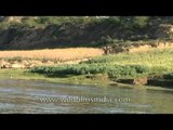 Fertile banks of river Chambal or National Chambal Sanctuary