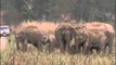 Herd of elephants sighted at Jim Corbett National Park