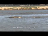 Gharials sighted from a boat in National Chambal Gharial Wildlife Sanctuary