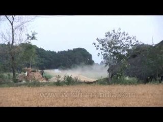 Clearing the paddy field for next season