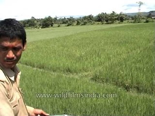 インドのタイガー アタック