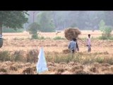Harvesting of dried paddy field in India