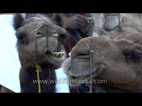Camels resting after a safari trip - National Chambal Gharial Wildlife Sanctuary