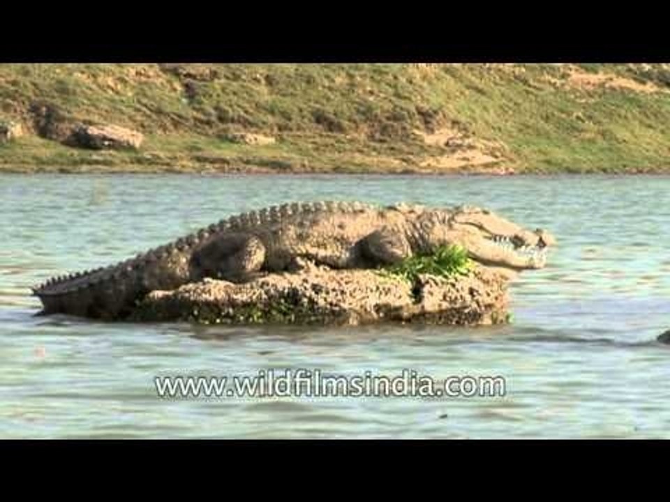 Croc sunning itself in India