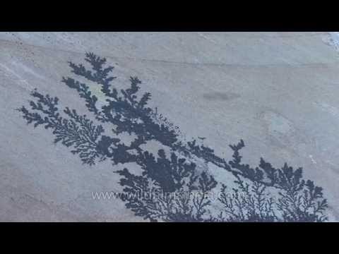 Fossils of prehistoric plants seen in Valbonne, France