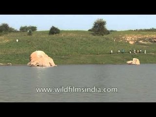 Alluvial fertile plains of the Chambal river banks