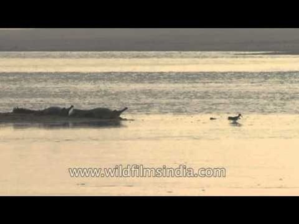 Gharials and Stilt in the Chambal River