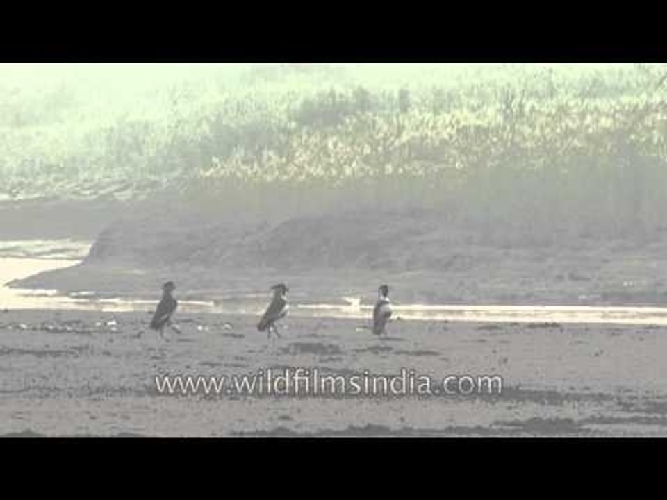 Three Spur-winged Lapwings around the banks of Chambal River