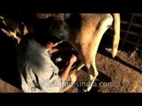 Milking a cow in India: see how we do it!