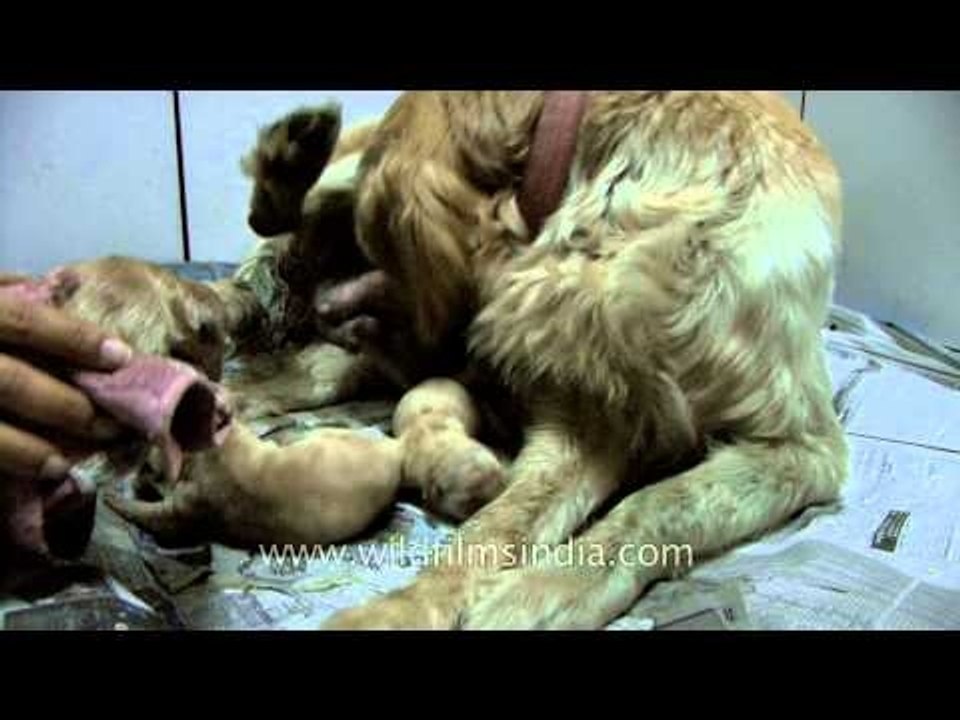 Golden Retriever pups being born