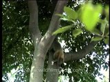 Cute baby monkeys playing with mommy