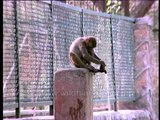 Thirsty Monkey drinking water from a tap