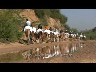 Avoiding dacoits on a safari through Chambal badlands!