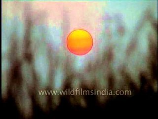 Sunset grass in foreground