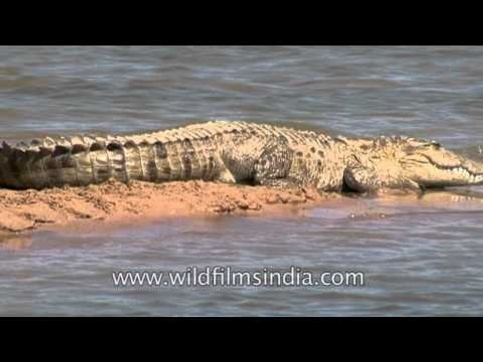 National Chambal Gharial Wildlife Sanctuary in Madhya Pradesh