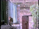 Free flowing water tap for Macaques in India