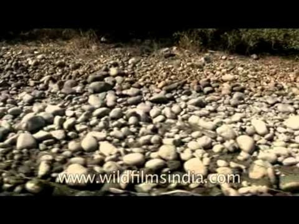 Grey pebbles with stones on the Siyom river bed, Arunachal Pradesh